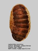 Leptochiton scabridus